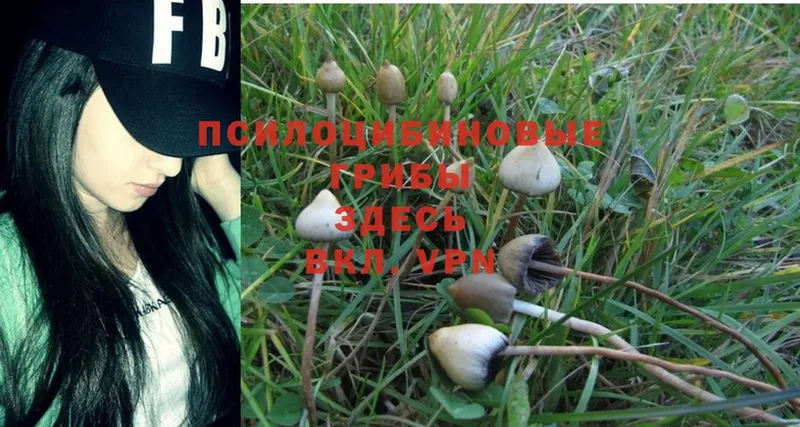 Галлюциногенные грибы Magic Shrooms  Павлово 